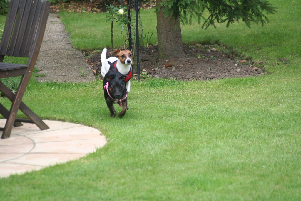 Hond in tuin